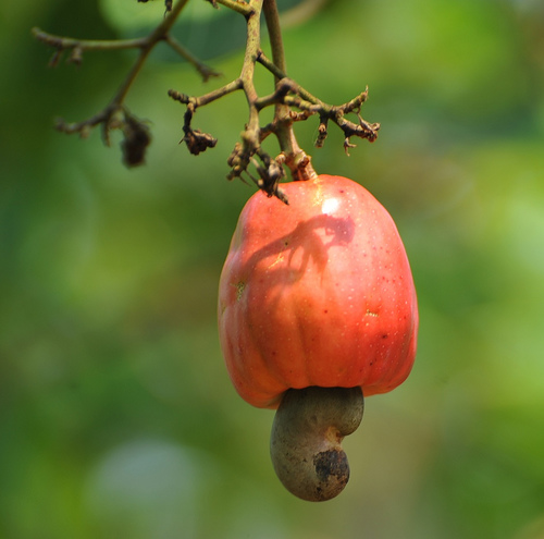 The Cashew Apple