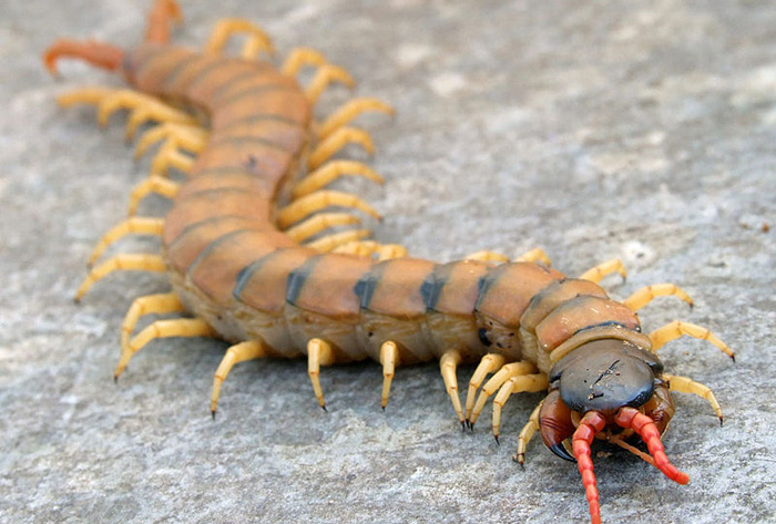 giant centipede eating bat