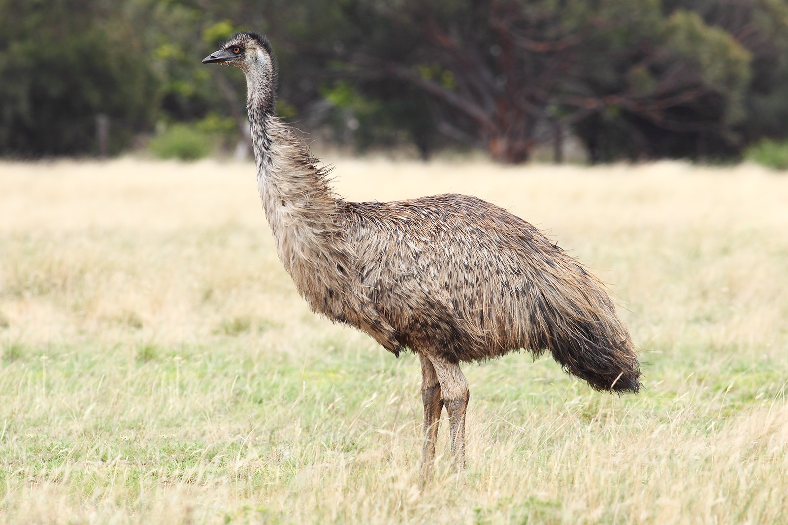 Emu-wild