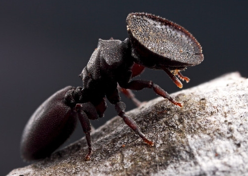 Door Head Ant