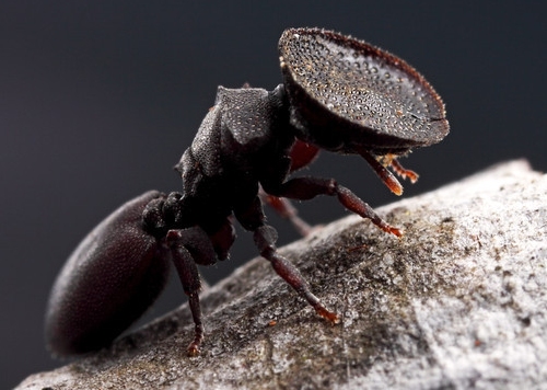 There Is A Species Of Ant That Has A Door For A Head Perry