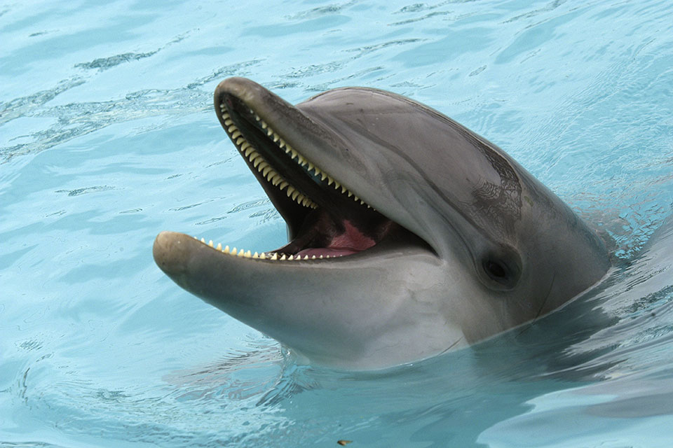 Dolphin Image Source