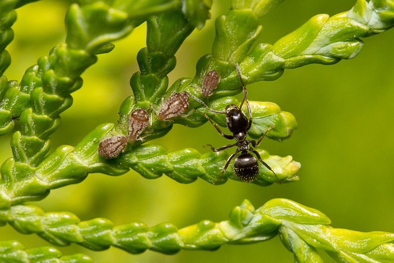 Lasius_niger_y_Cinara_tujafilina_en_Thuja_orientalis.jpg