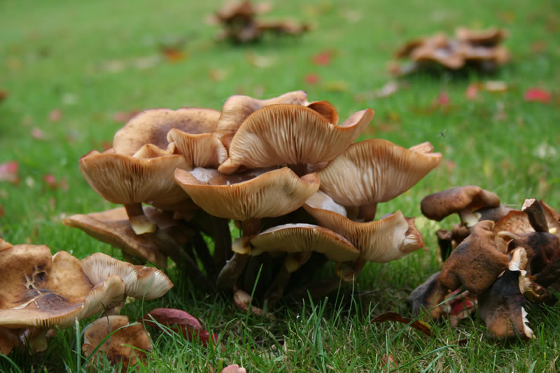 the-largest-living-organism-in-the-world-is-a-mushroom-perry-ponders