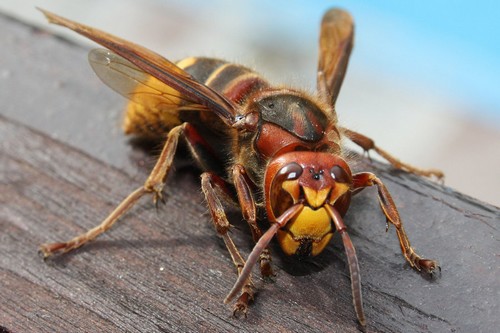 Angry-Hornet