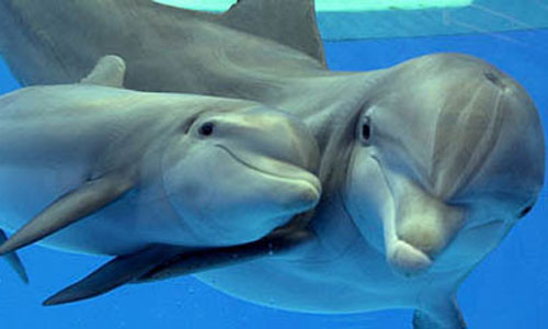 baby-dolphin-pictures-9
