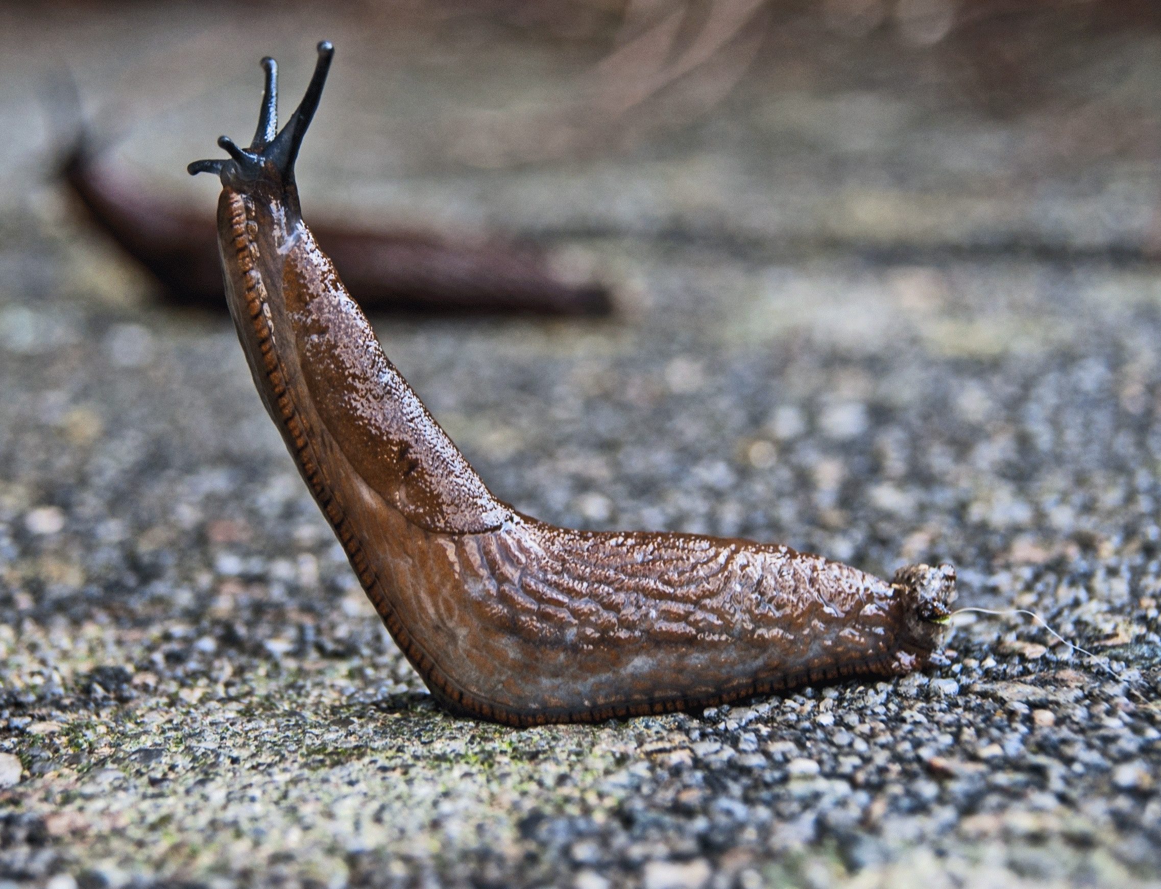 Slugs Have 27,000 Teeth - Perry Ponders